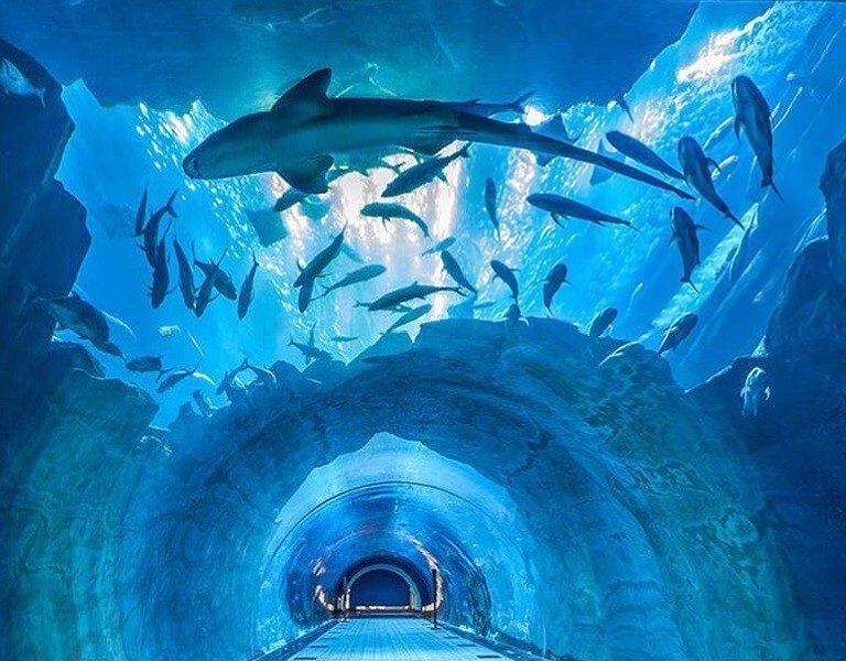 Dubai Aquarium & Underwater Zoo