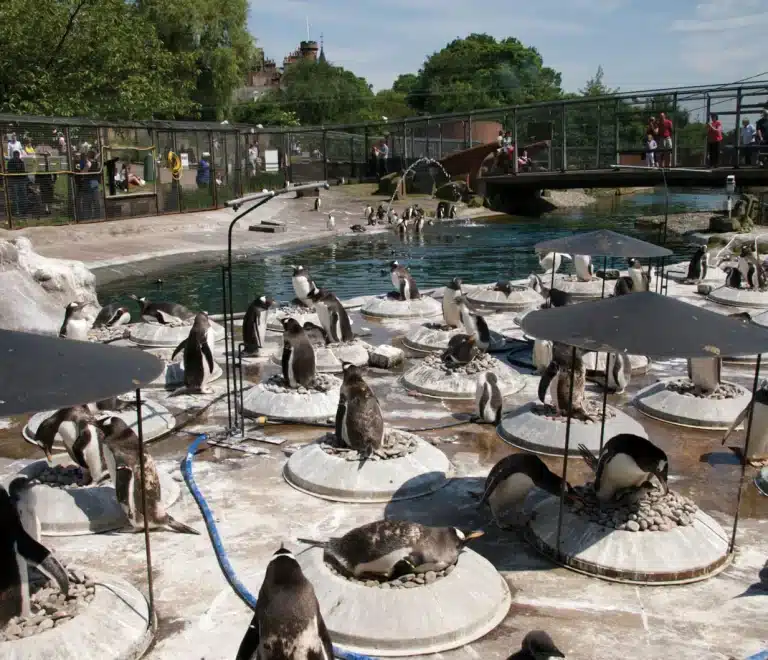 Edinburgh Zoo