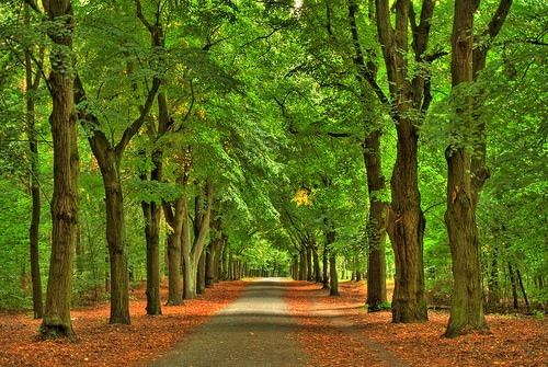 Grunewald Forest