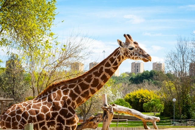 Madrid Zoo and Aquarium