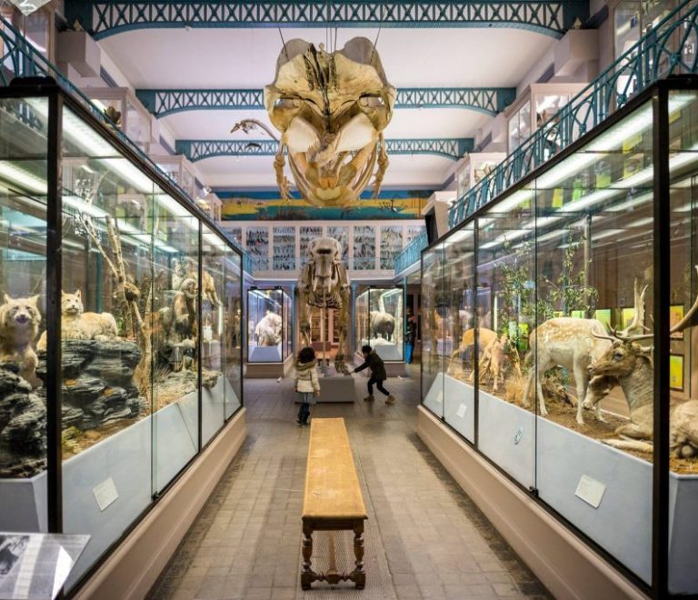 Musée d'Histoire Naturelle de Lille