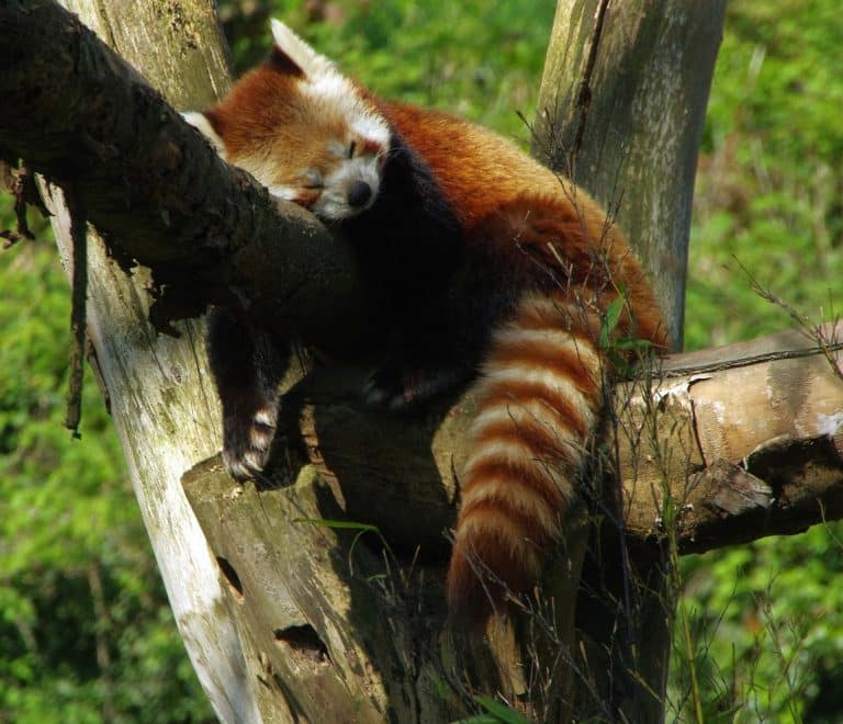 Schönbrunn Zoo