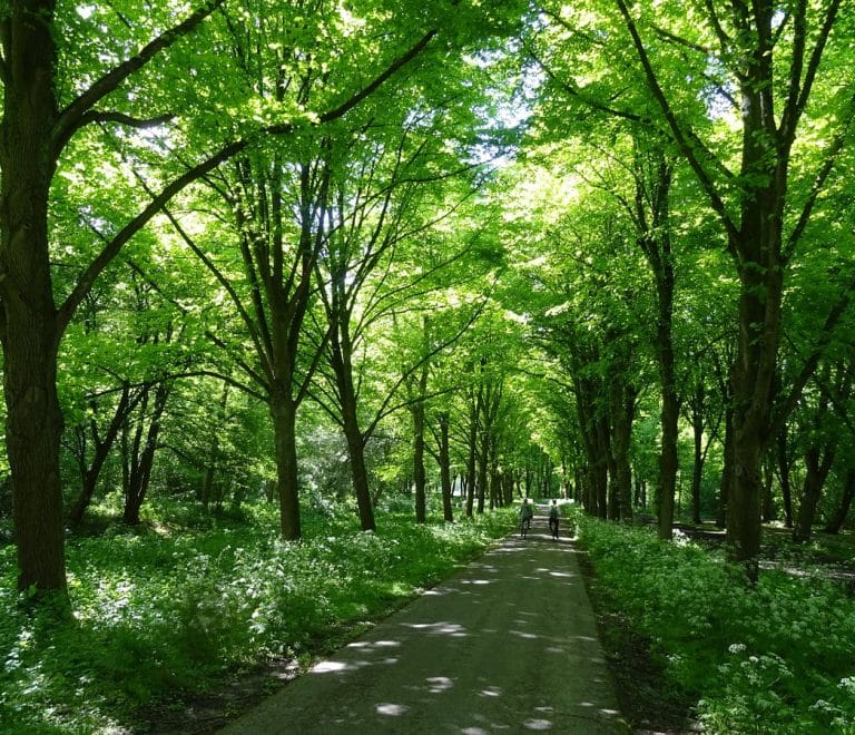 Amsterdamse Bos (Amsterdam Forest)