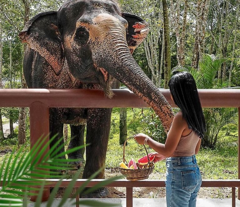 Phuket Elephant Sanctuary