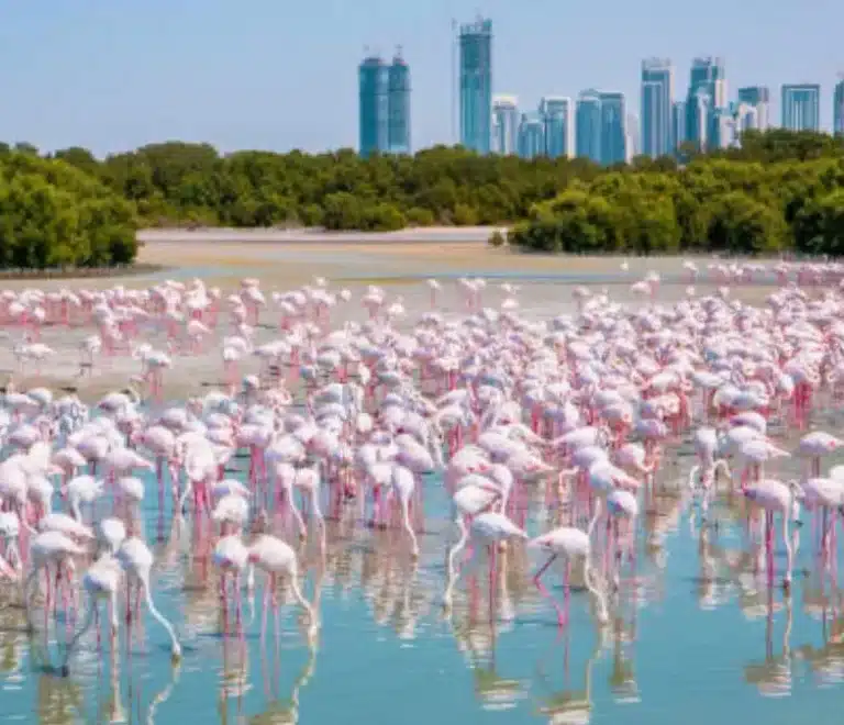 Ras Al Khor Wildlife Sanctuary
