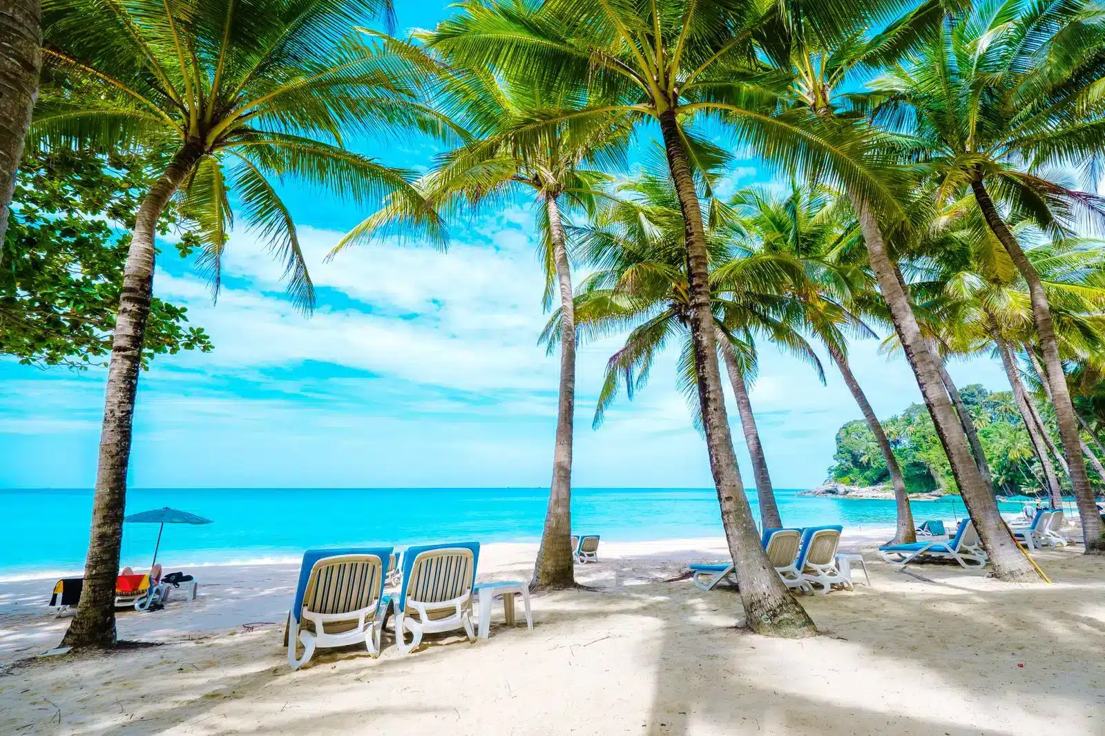 Palm Trees in Phuket