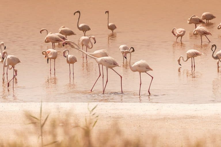 Al Wathba Wetland Reserve