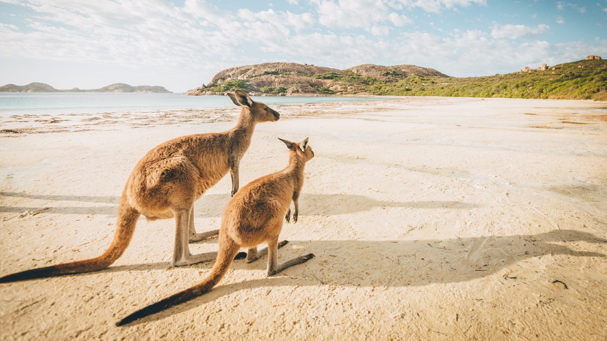 Australia Kangroo