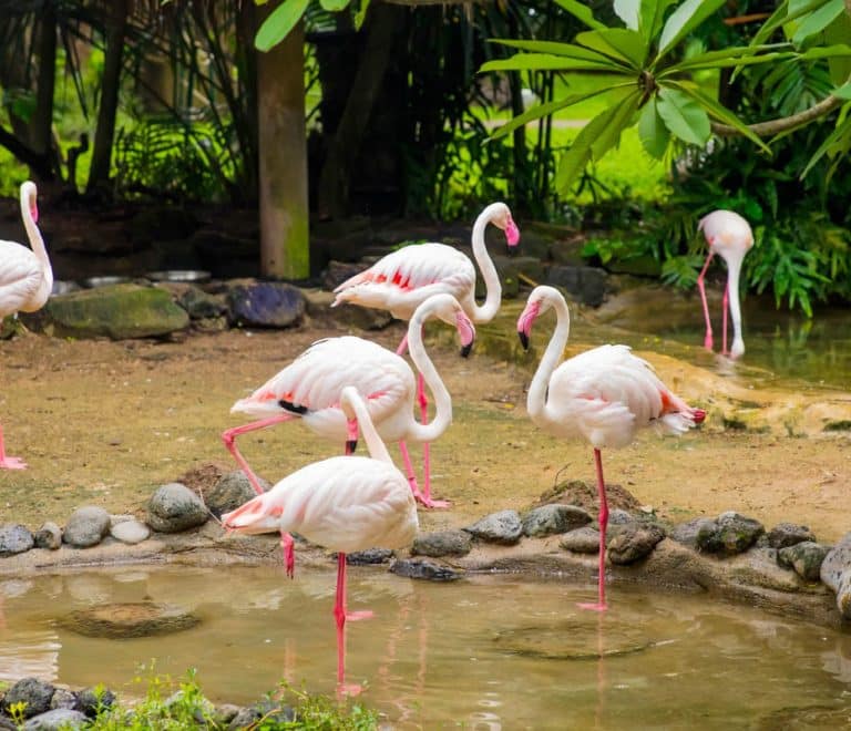 Bali Bird Park