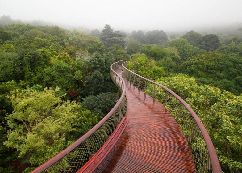 Boomslang Canopy Trail (Kirstenbosch Tree Canopy Walkway) Cape Town