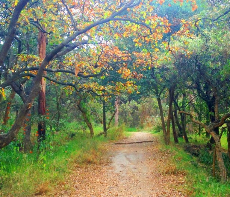 Bosque de Tlalpan