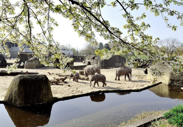 Cologne Zoo (Kölner Zoo)