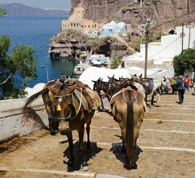 Donkey Sanctuary