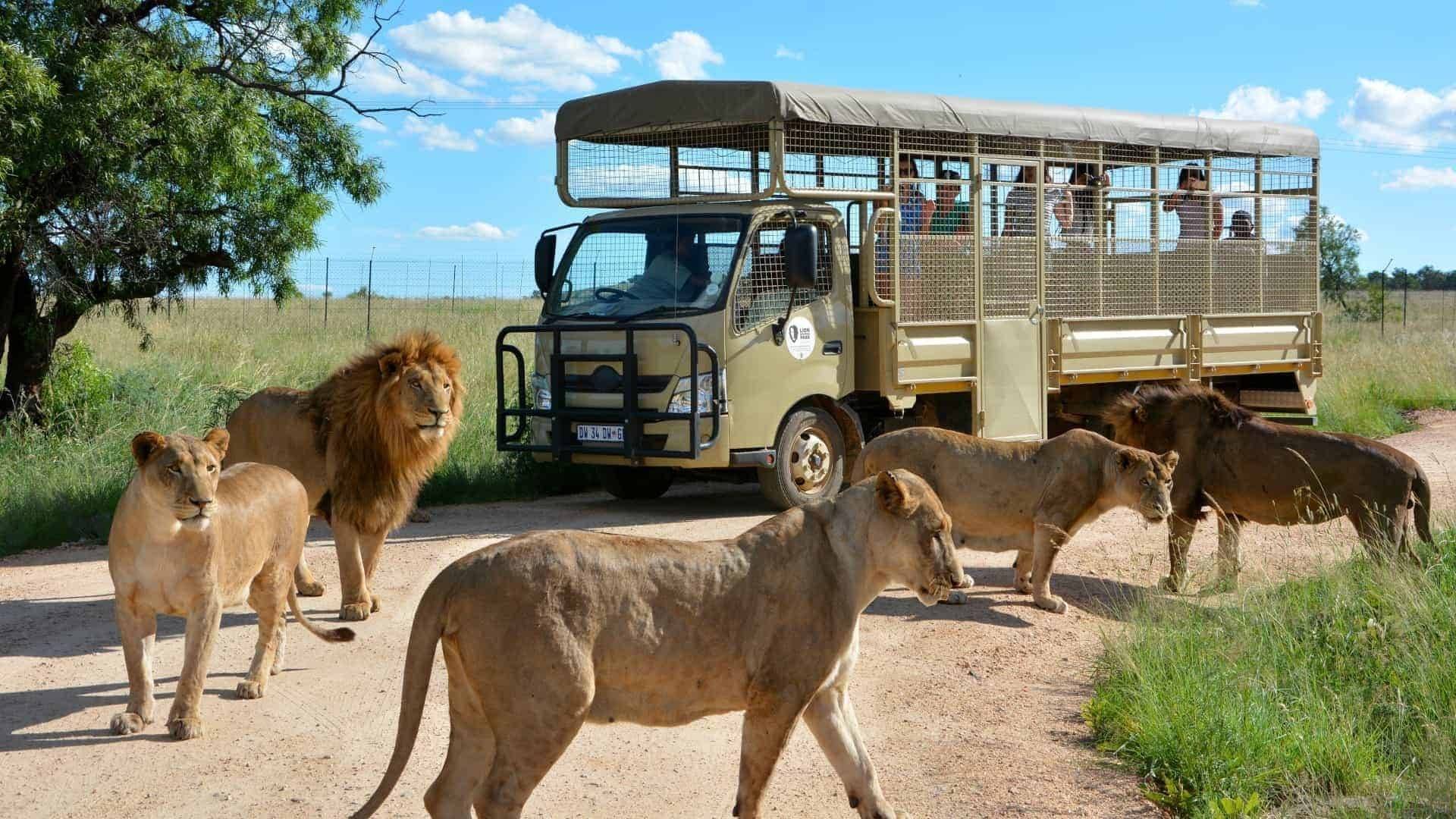 Johannesburg Safari Tour