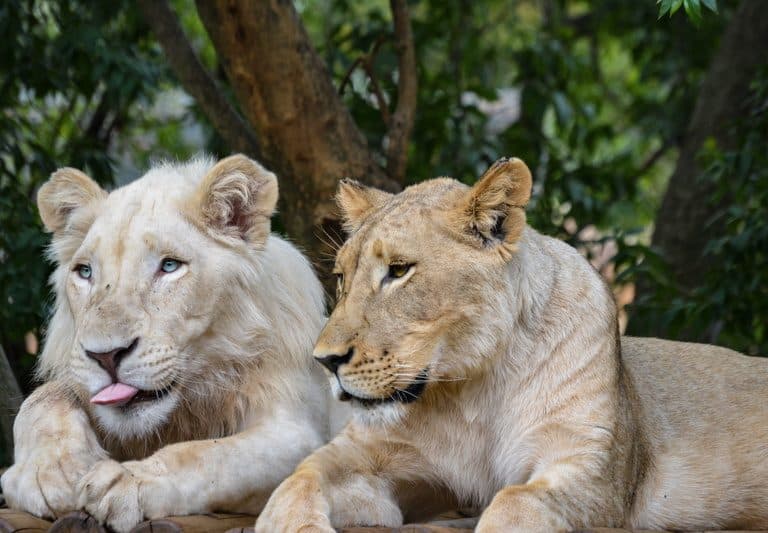 Johannesburg Zoo