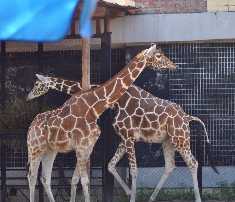 Leningrad Zoo