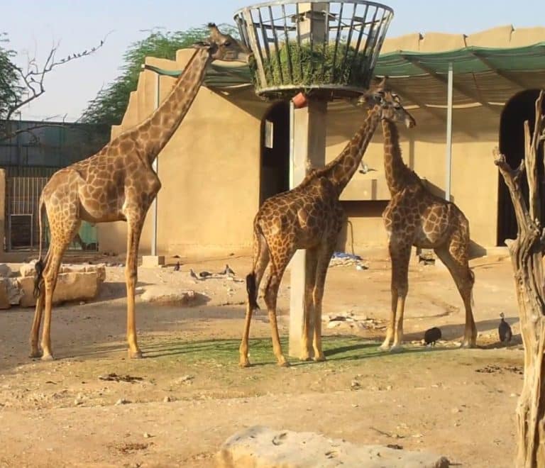 Riyadh Zoo