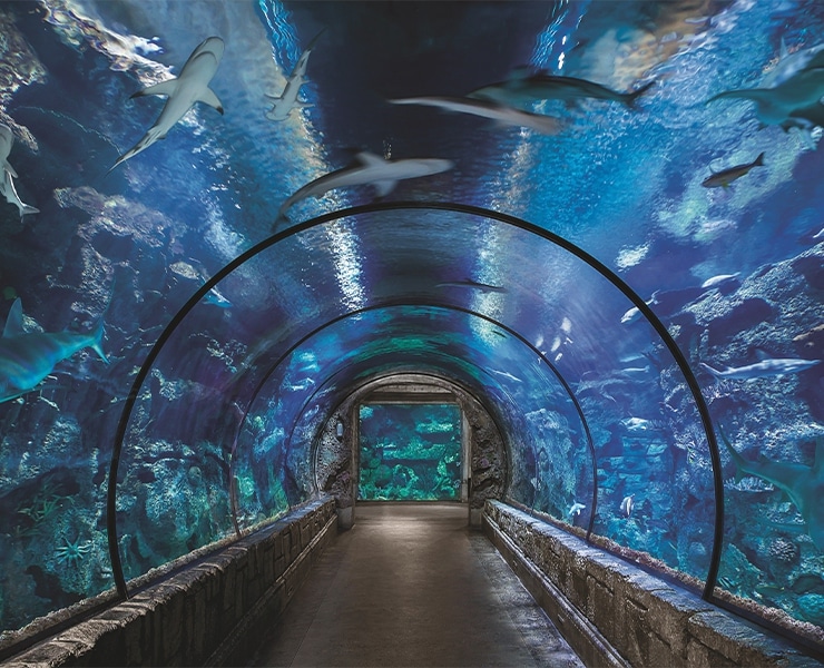 Shark Reef Aquarium at Mandalay Bay