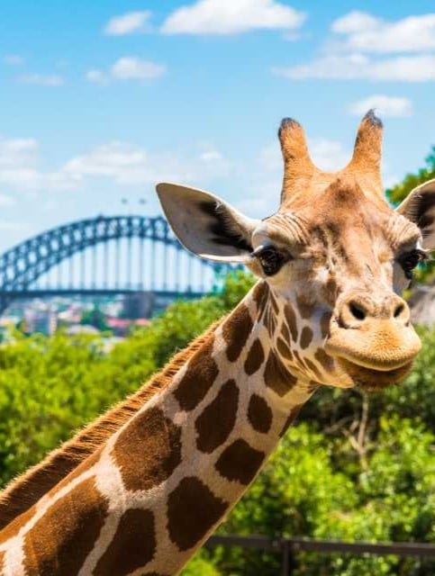 Taronga Zoo