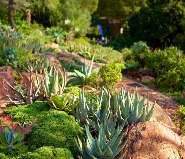 Walter Sisulu National Botanical Gardens