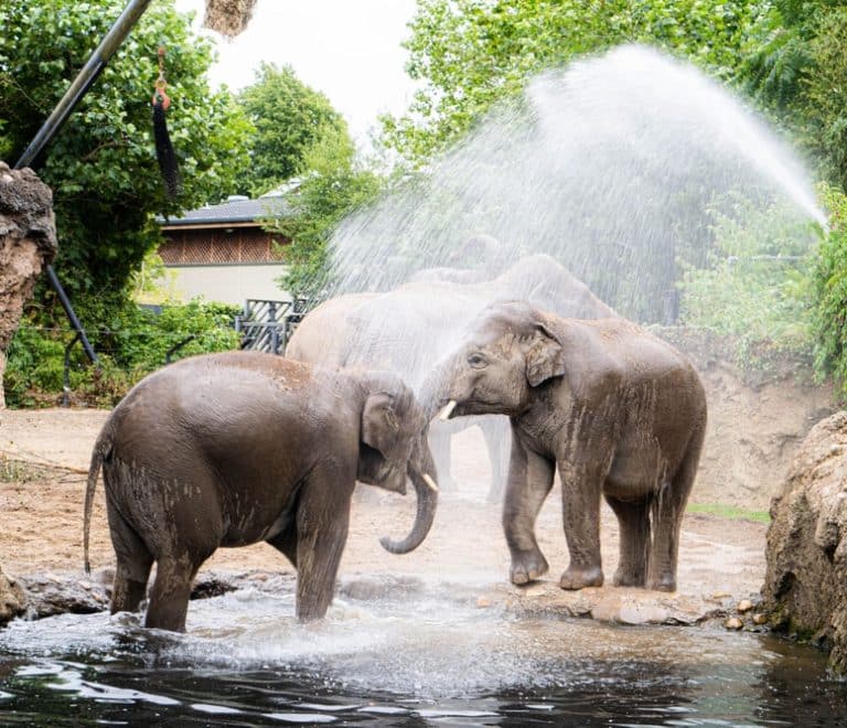 Dublin Zoo