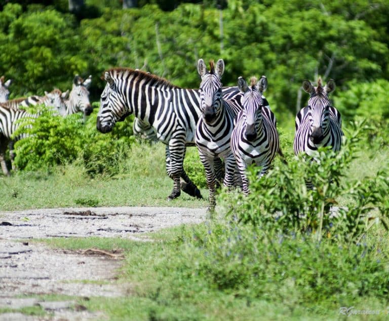 Havana Zoo