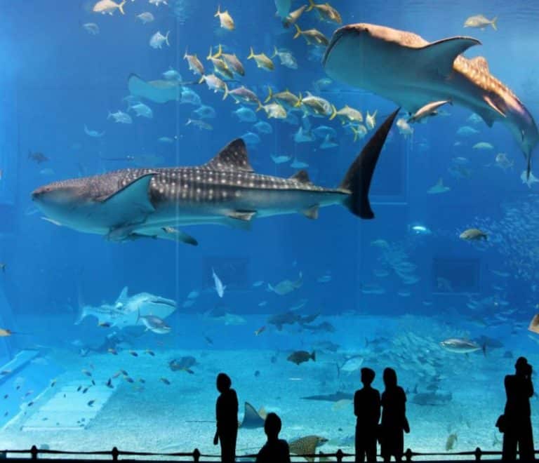 Osaka Aquarium Kaiyukan