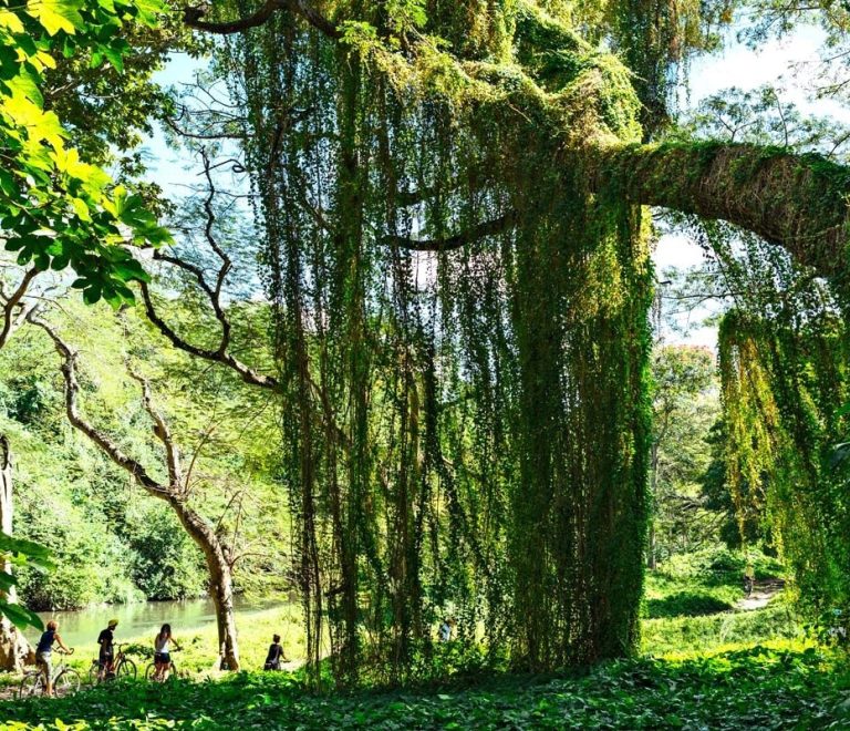 Parque Almendares