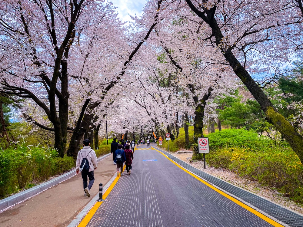 Spring in Seoul