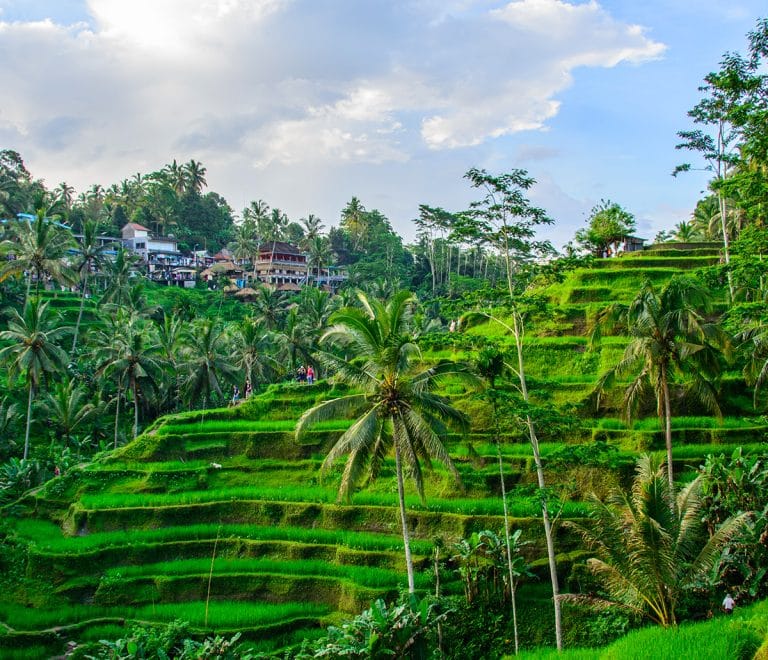 Tegallalang Rice Terraces