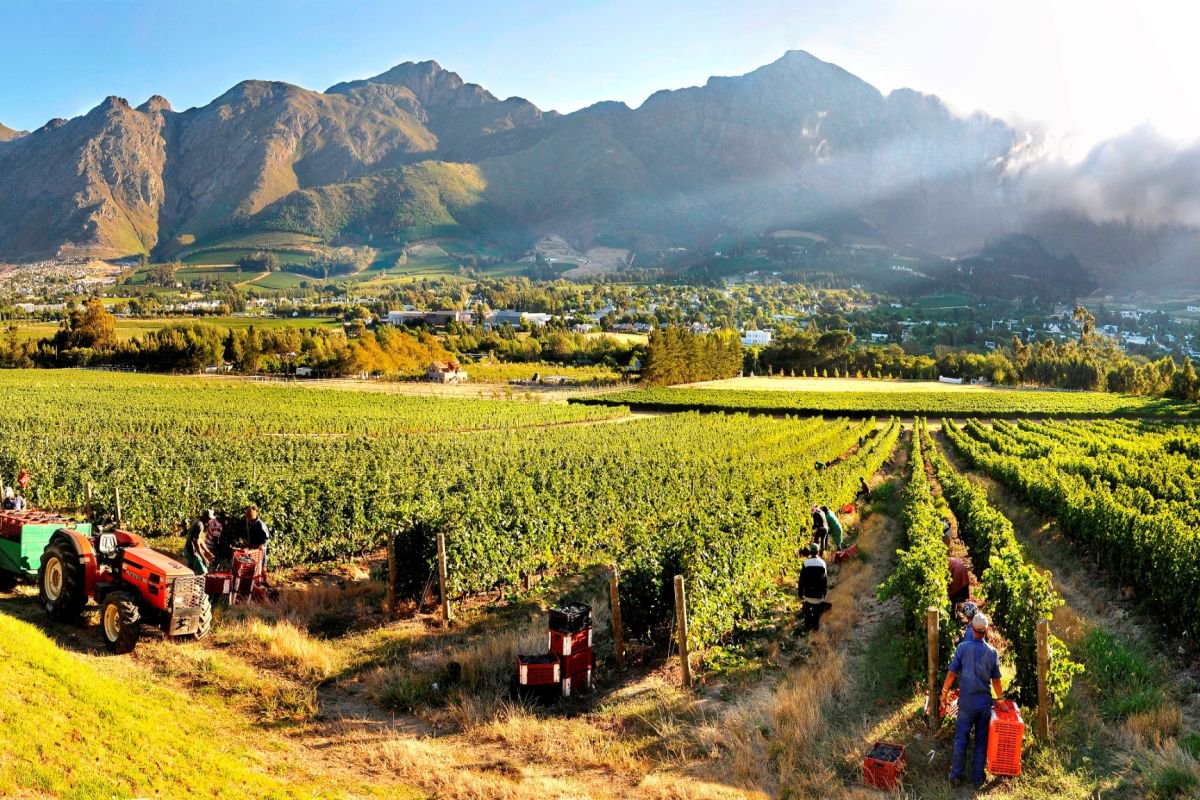 wineyards cape town