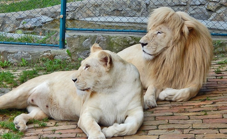 Belgrade Zoo