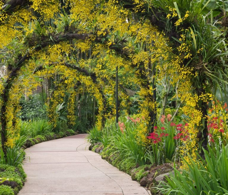 Brisbane Botanic Gardens