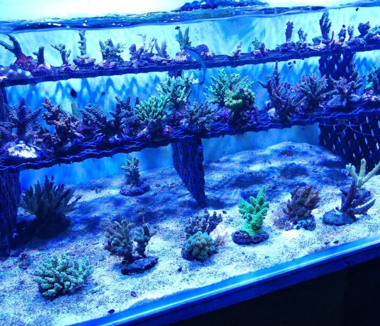 New Brussels Aquariums