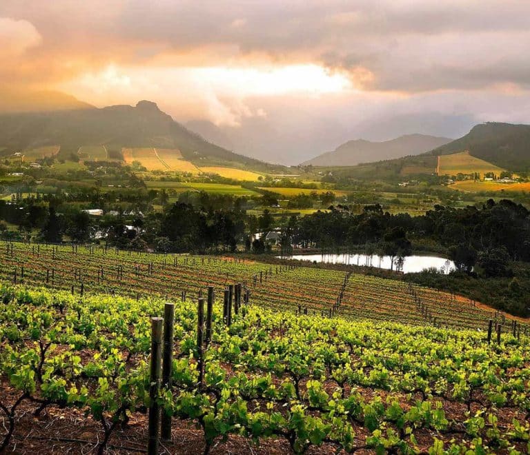 Mount Majura Vineyard