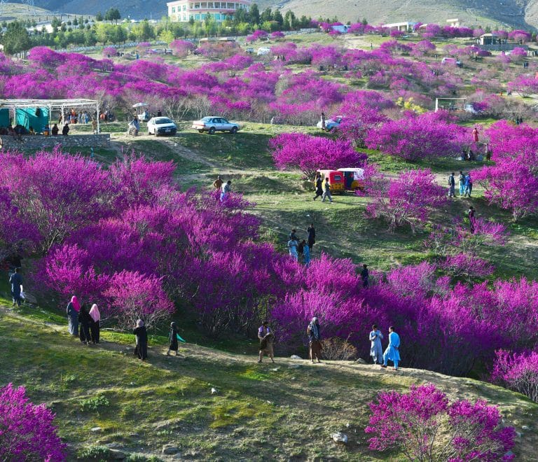 Charikar Garden