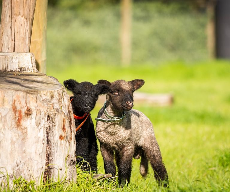 Collingwood Children’s Farm