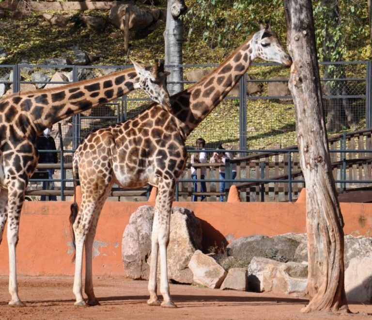 Córdoba Zoo