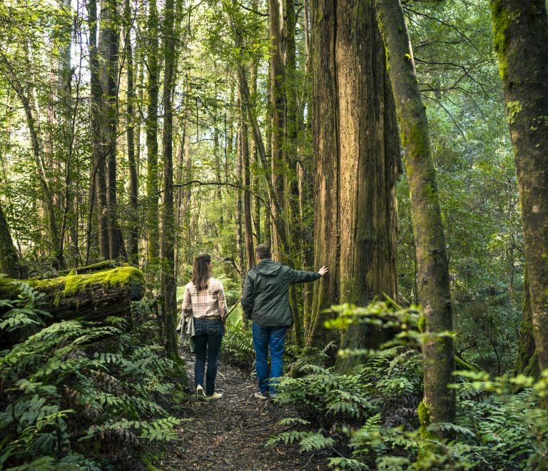 Dandenong Ranges National Park