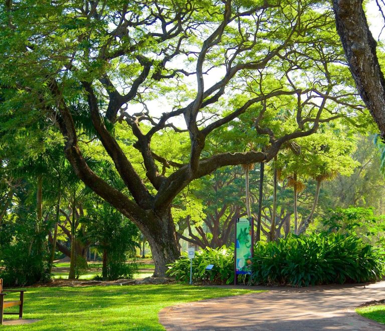 George Brown Darwin Botanic Gardens