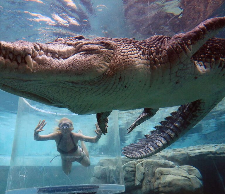 Crocosaurus Cove