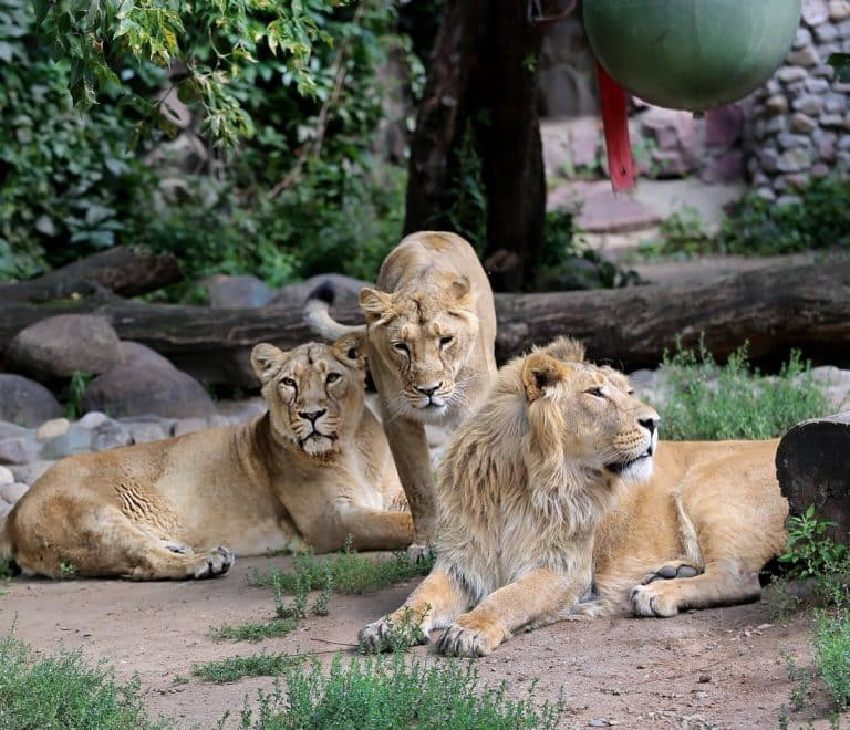 Dierenrijk Zoo