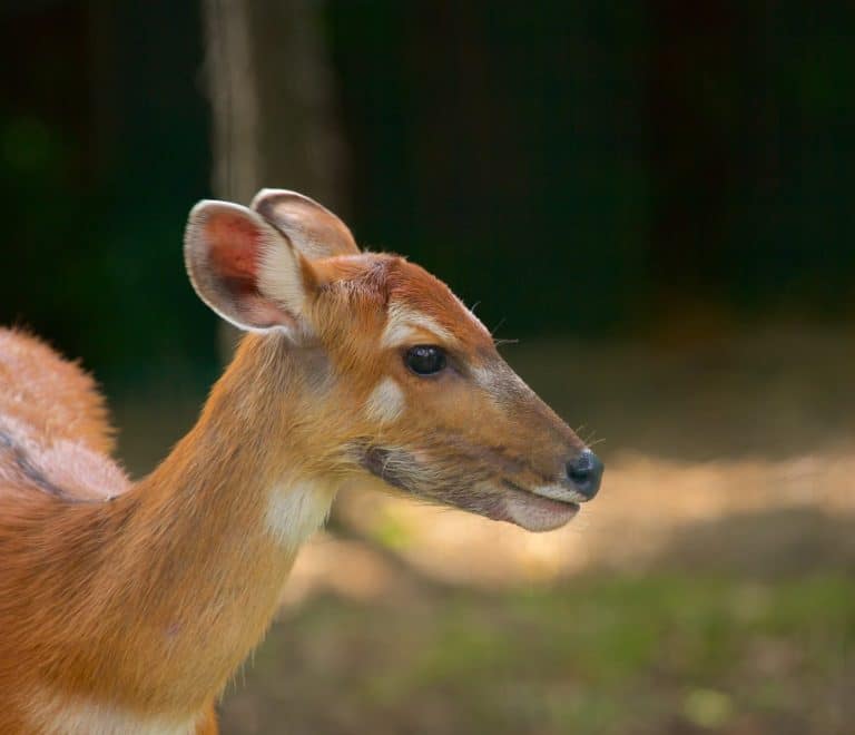 Maksimir Park and Zoo