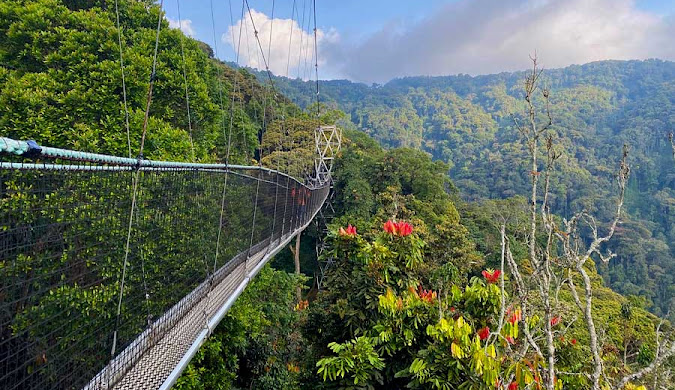 Nyungwe Forest National Park