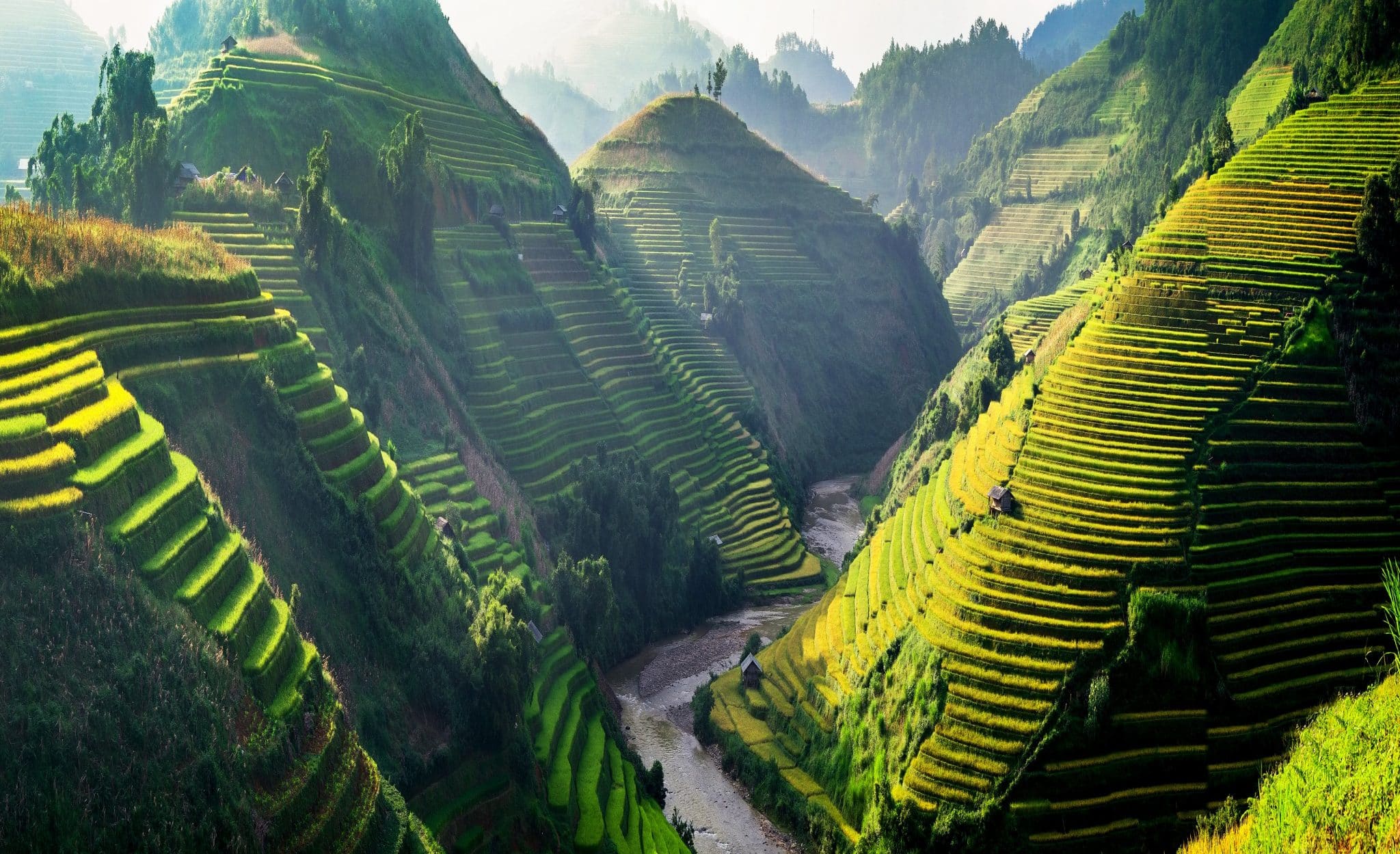 Rice Field in Vietnam