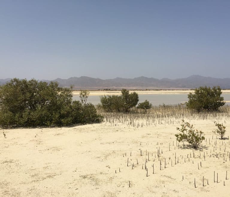 Nabq Protected Area