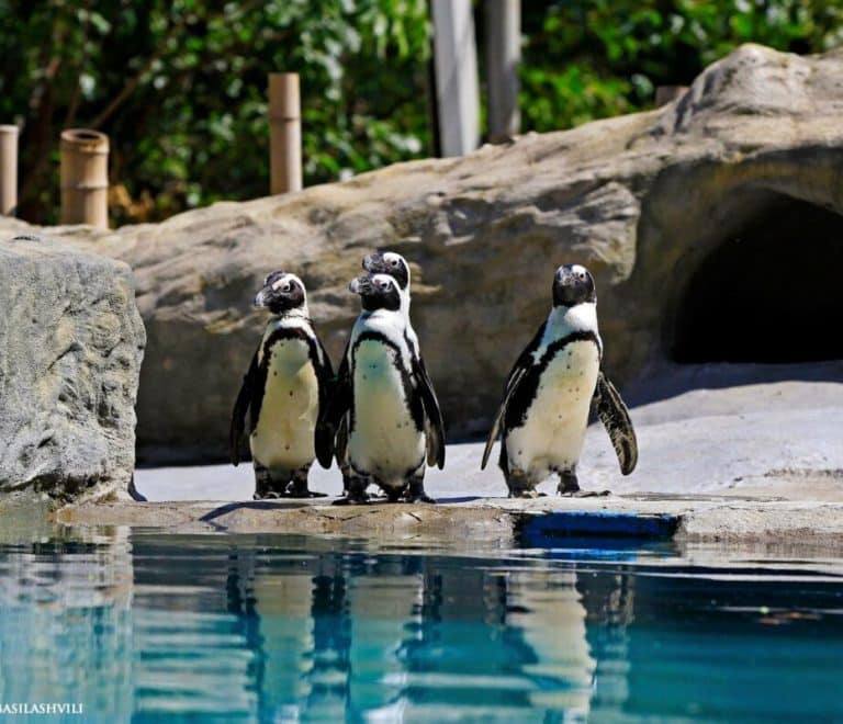 Tbilisi Zoo