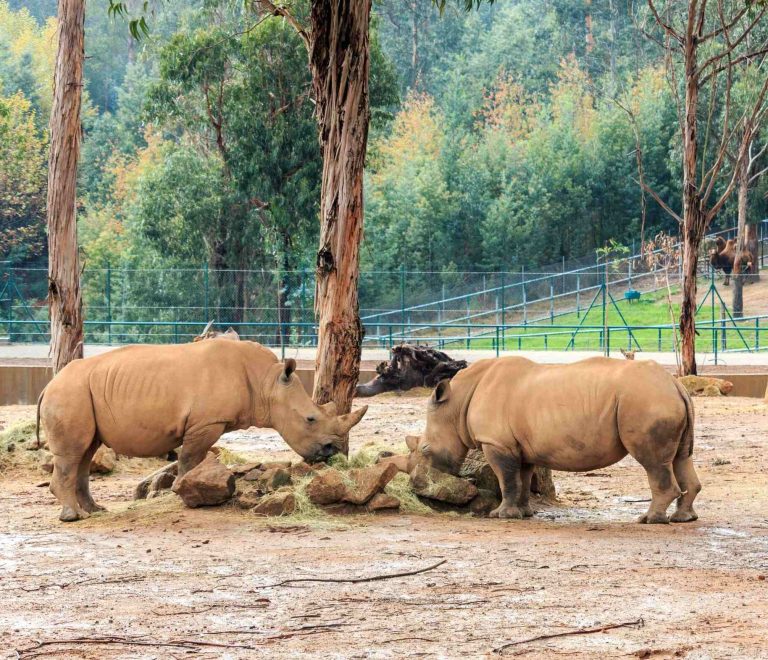 Zoo Santo Inácio