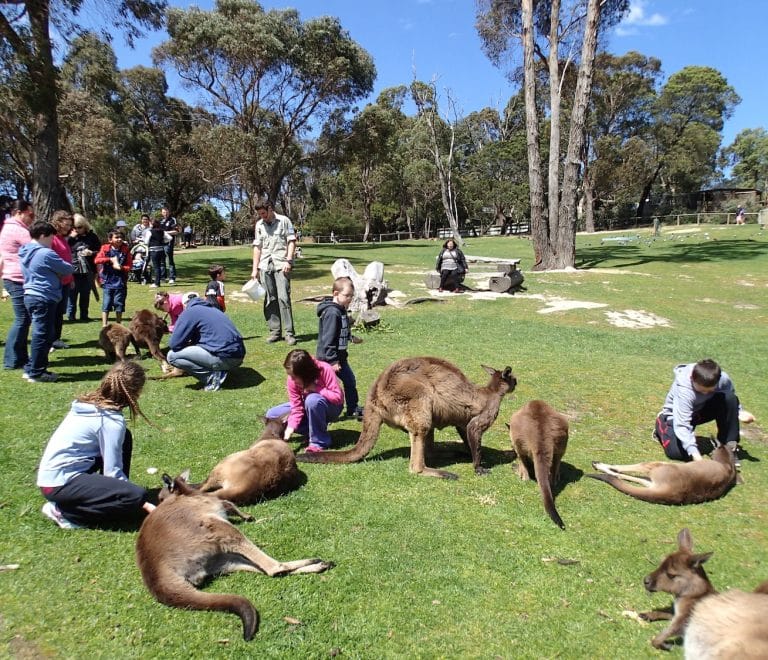 Cleland Wildlife Park