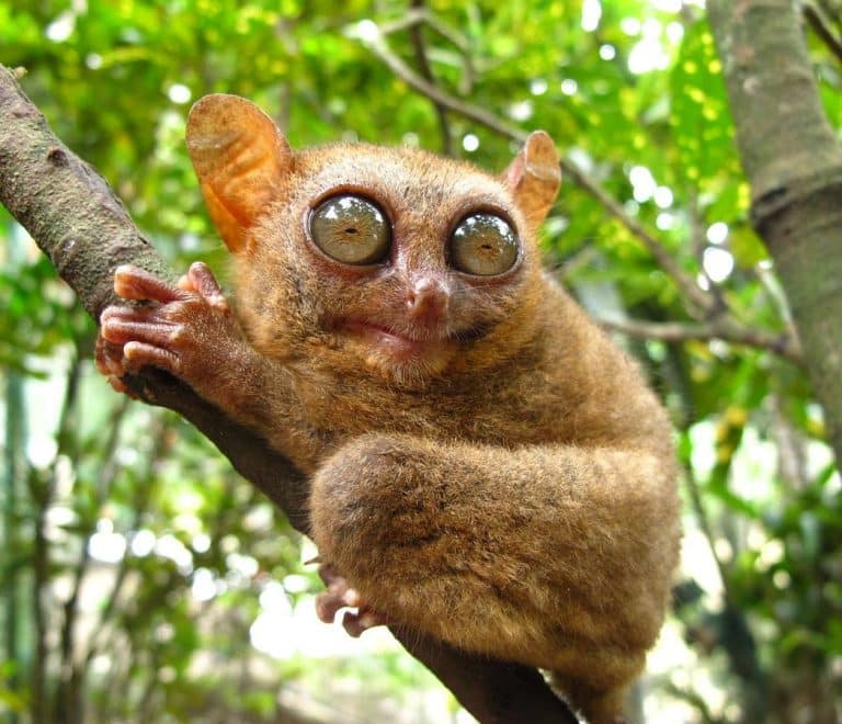 Tarsier Sanctuary